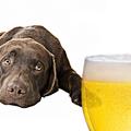 Sedaj lahko tudi svojemu psu privoščite hladno pivo. (Foto: Shutterstock)