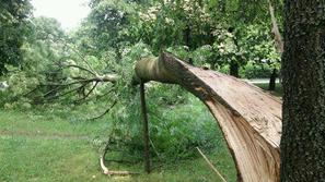 V bližini Litostroja je nevihta podrla drevo, ki je padlo na potko, kjer se pona