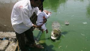 Verniki verjamejo, da krokodil ne bo napadel, saj ve, da so zvesti pripadniki sv