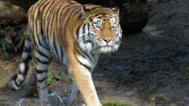 Tiger je napadel lastnika in ga ubil. (Foto: iStockphoto)