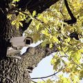 videokamera na drevesu