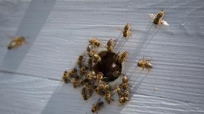 Peter Pečenko, urbani čebelar.