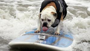 Pasje surfanje