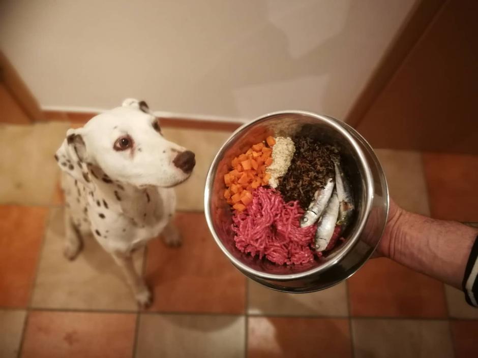 Zdrav pasji svet | Avtor: Osebni arhiv Katja Šneler