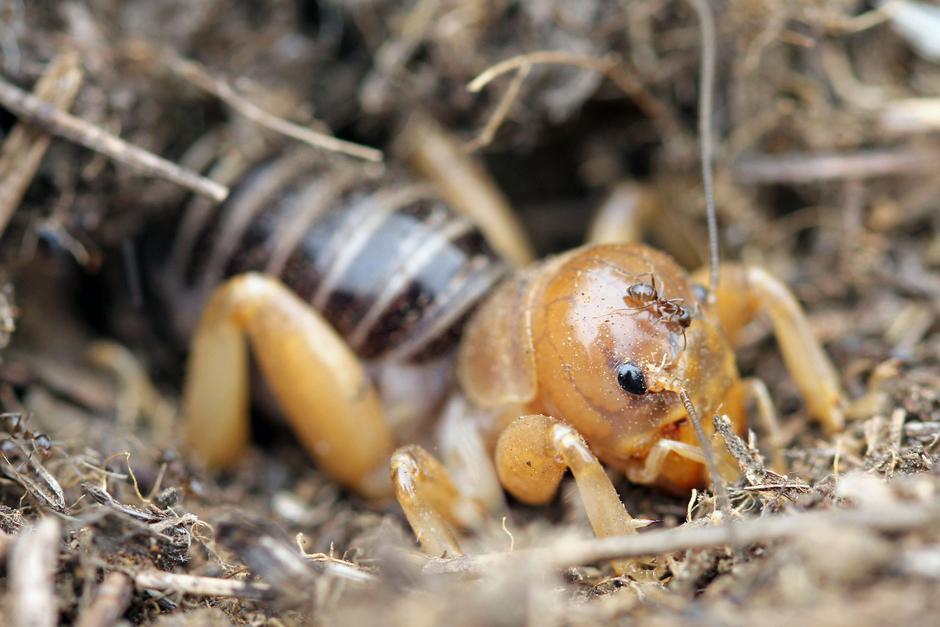 bramor | Avtor: Profimedia