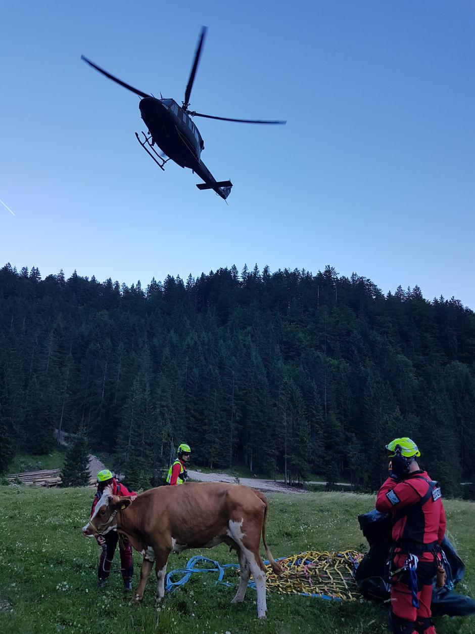 reševanje helikopter krava | Avtor: PU Kranj
