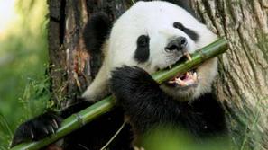 Pande, kitajski državni simbol, prikazujejo kot nežne, prikupne živali, ki se ra