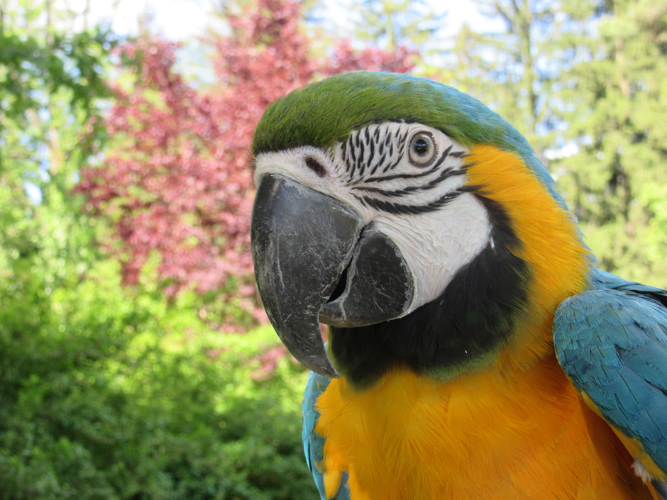 Ara ararauna pikkica | Avtor: Alojz Osterman