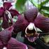 Phalaenopsis