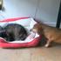 mački kradejo psom postelje