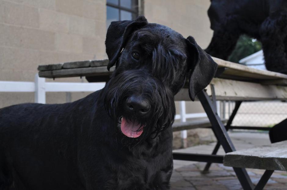 Pes nagib glave | Avtor: Profimedias