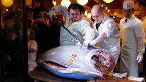 Dražba modroplavutega tuna