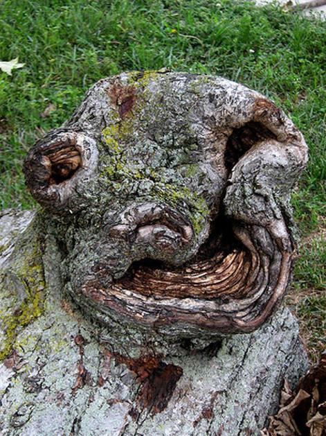 drevo obraz