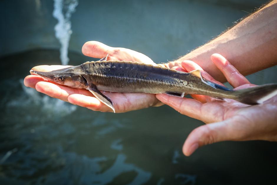 Kečiga | Avtor: Christian Fürthner