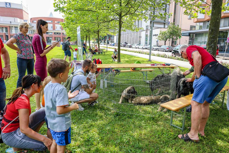 Festival za ljubitelje živali 2023 | Avtor: Saša Despot