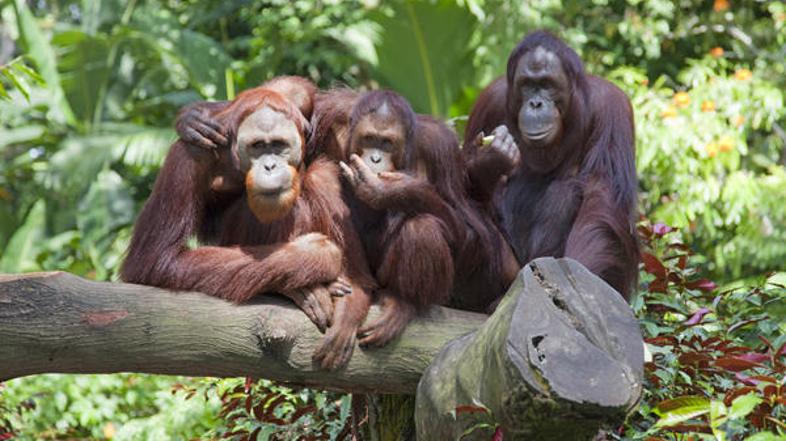 Vsako leto ljudje ubijejo okoli 1500 orangutanov. (Foto: Shutterstock)