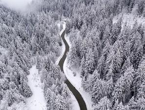 Slovenija gozd pokrajina sneg