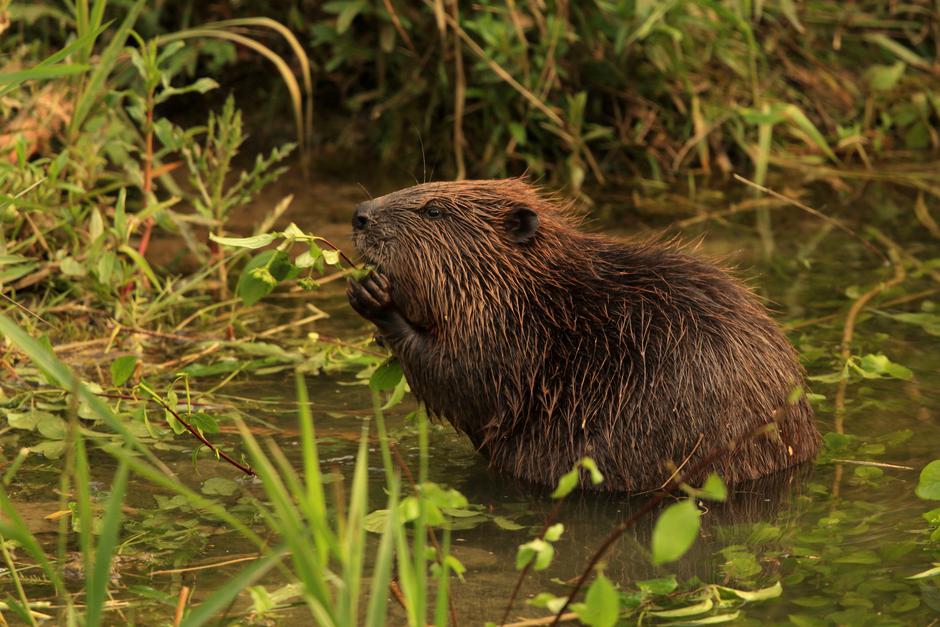 evropski bober | Avtor: Profimedia