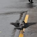 vreme jesen dež oblačnost ptica