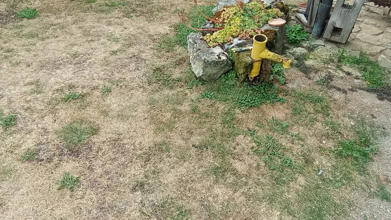 Suša, posušena zelenica na dvorišču