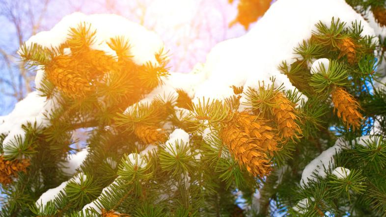 Slovenijo je objela zgodnja pomlad. (Foto: Shutterstock)