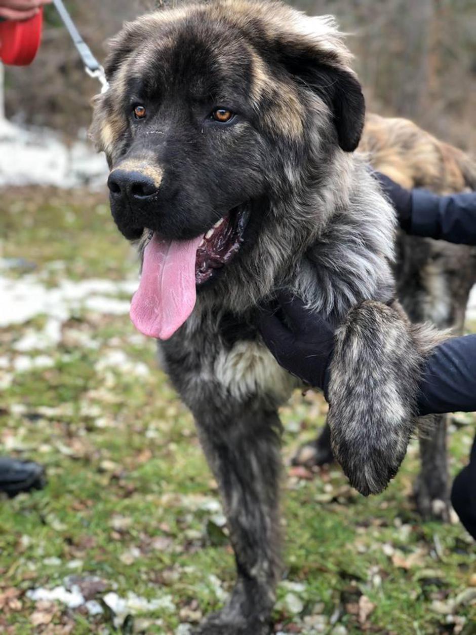 Loki | Avtor: Zavetišče Maribor