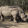 Severni beli nosorog