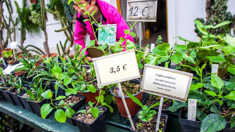 bolšji sejem rastlin