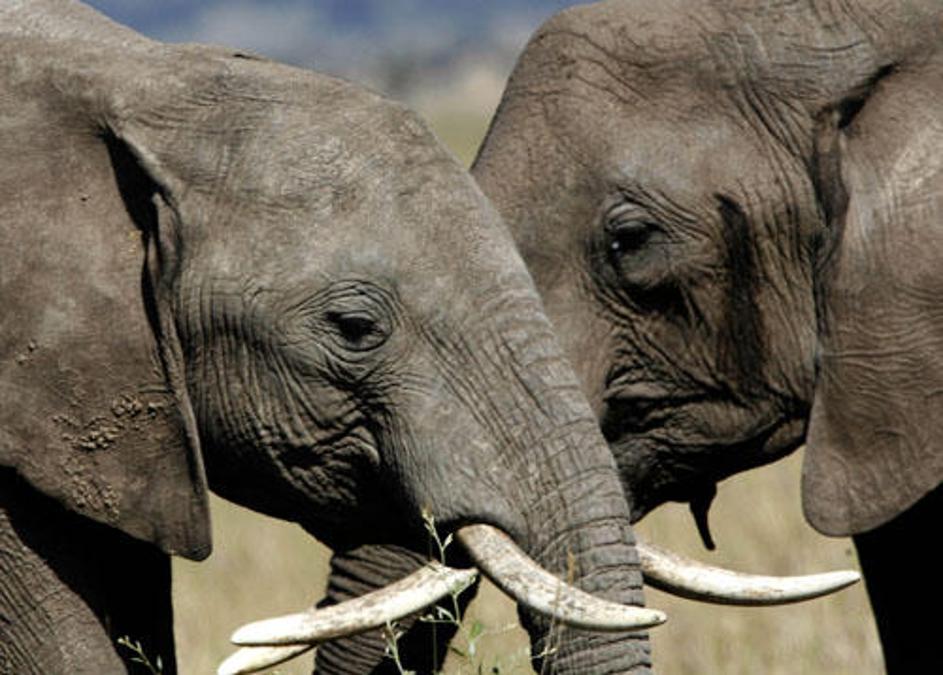 Sloni bodo za obiskovalce kmalu organizirali koncert.