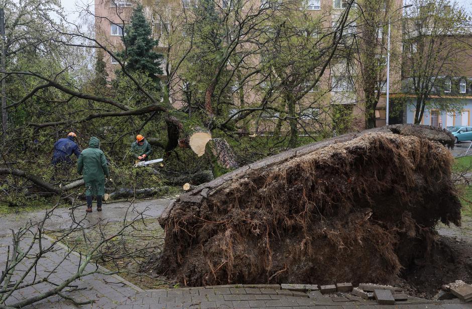 Posledice neurja, Zagreb, podrta drevesa | Avtor: Profimedia