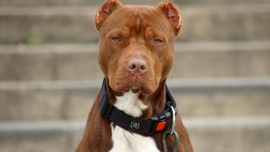 Fotografija je simbolična. (Foto: Shutterstock)