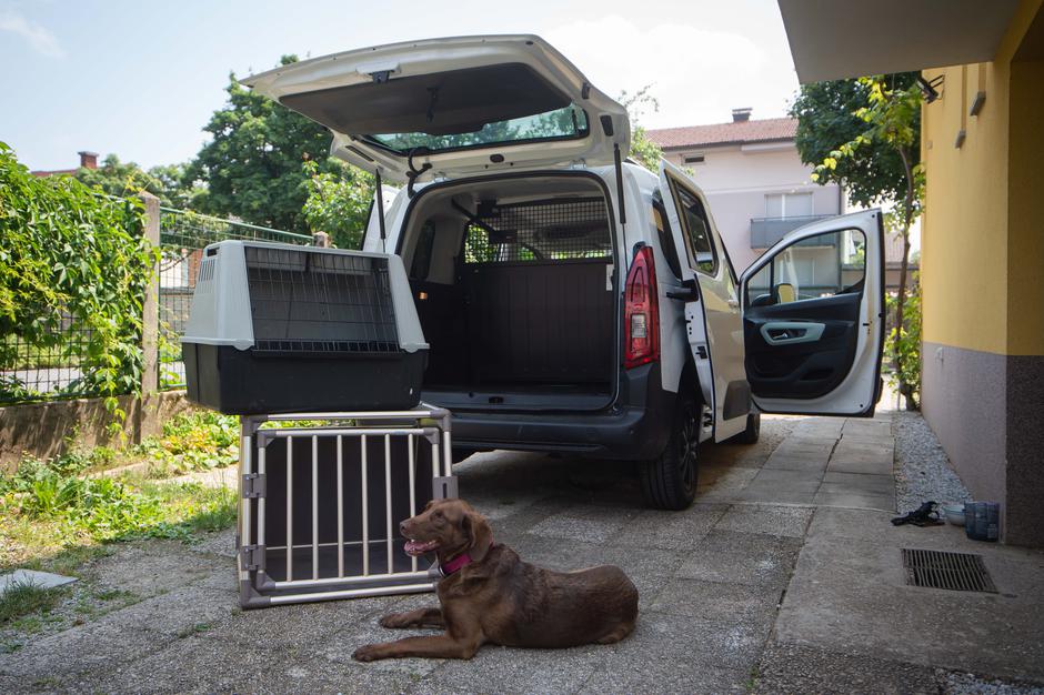 prevoz psa | Avtor: Anže Petkovšek