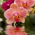 orhideja_260111