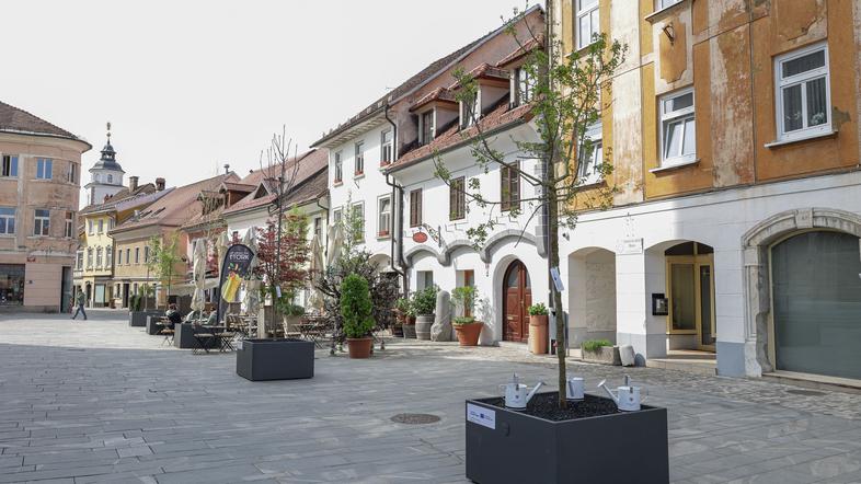 Nov drevored v mestnem jedru Kranja