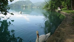 Blejsko jezero zelo onesnažuje potok Mišca, ki je največji površinski pritok v j