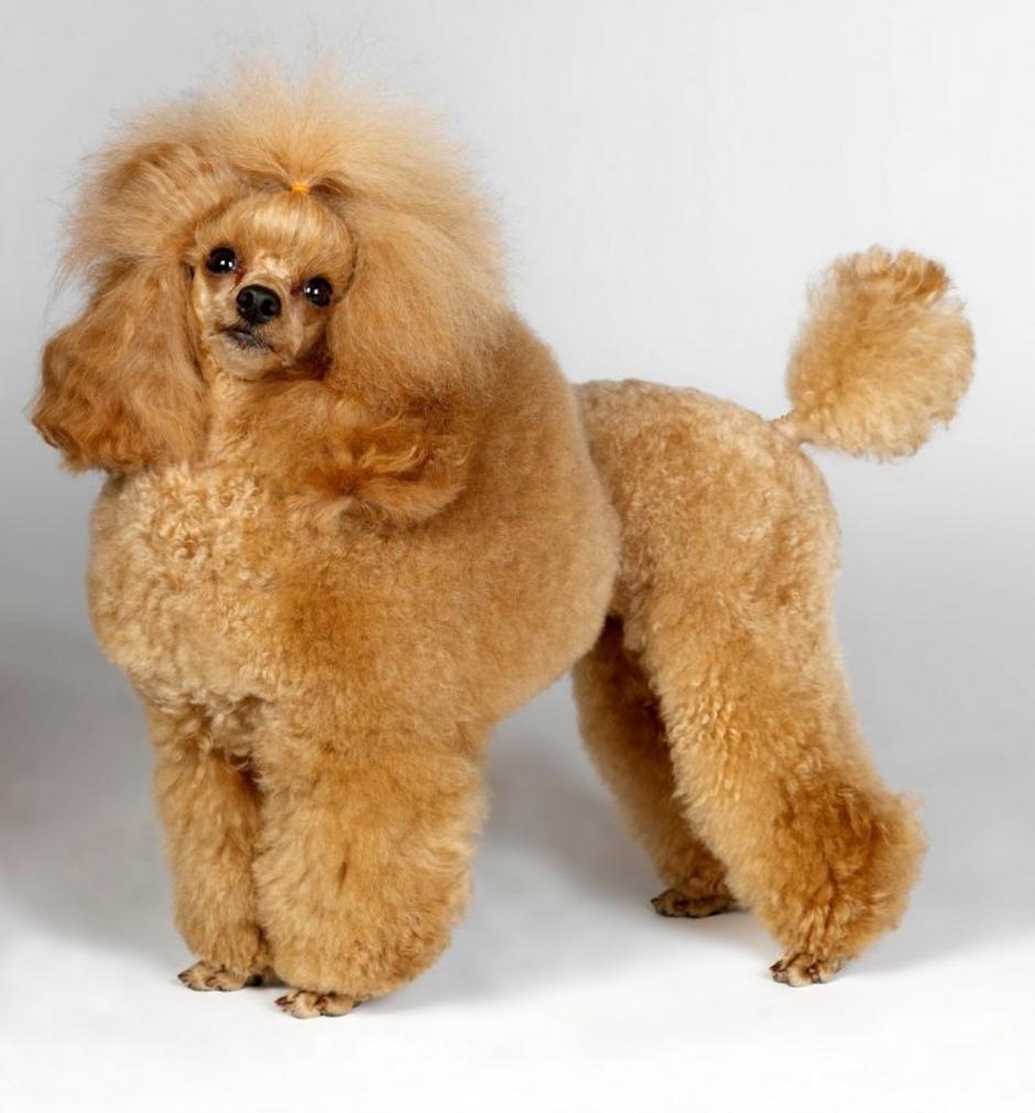 pudelj | Avtor: Profimedias