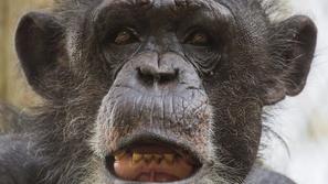 Šimpanz Boris