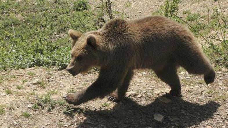 Medveda lovci še čakajo. Fotografija je simbolična. (Foto: Anže Petkovšek)