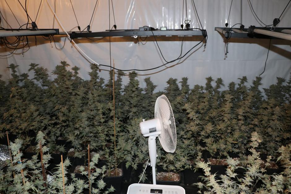 zaseg konoplje | Avtor: PU Novo mesto