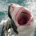 Ponedeljkov napad belega morskega psa na 43-letnega Slovenca v Jadranskem morju 