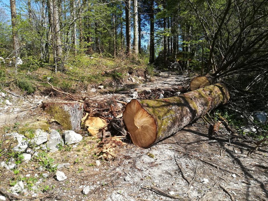 Spravilo lesa ob Bohinjskem jezeru | Avtor: Žurnal24 