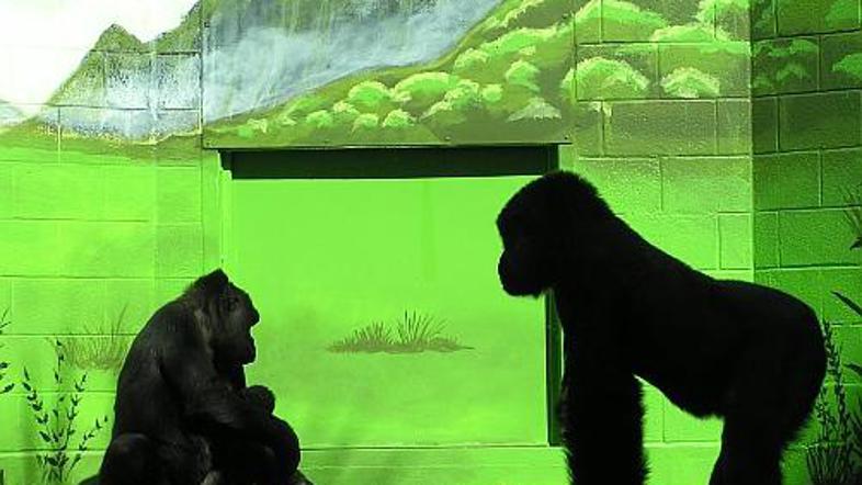 Pred "stanovanjem" goril vedno stoji veliko obiskovalcev – podobnost je preveč o