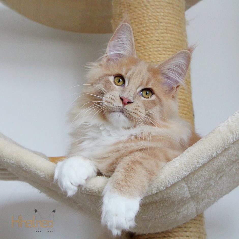 Maine coon | Avtor: Khalneo