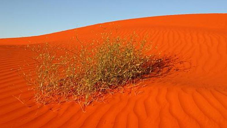 Lepa, a vroča in nevarna!