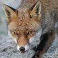 V središču Londona je lisica napadla in huje poškodovala komaj devetmesečni dvoj