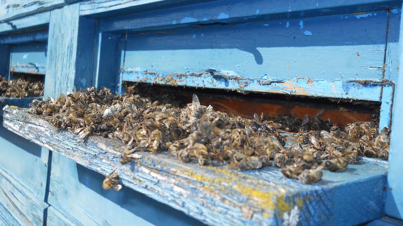 V naslednjih dneh bodo znane dodatne analize mrtvic, cvetnega prahu in cvetoče o