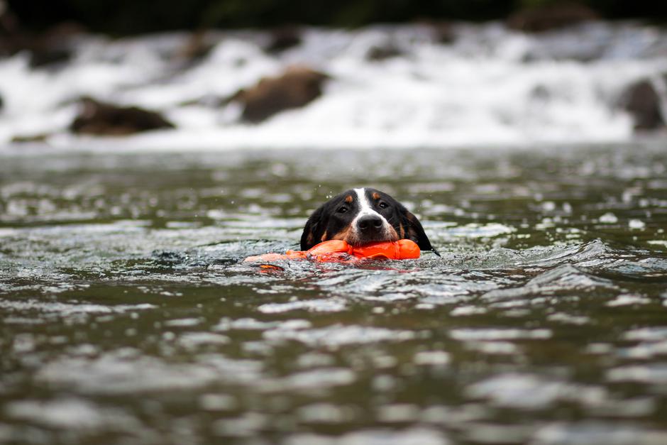 Veliki švicarski planšarski pes | Avtor: Matejka Ivančić