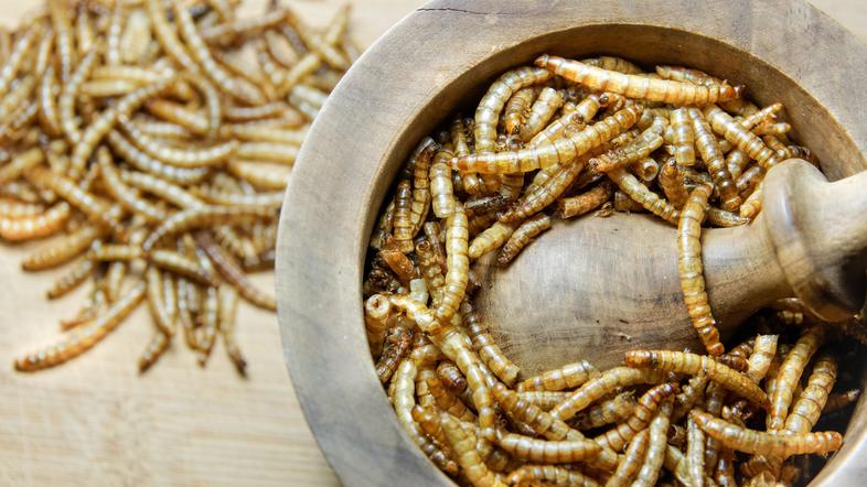 Ličinke hrana insekti