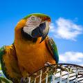 Tudi papagaj je lahko heroj!