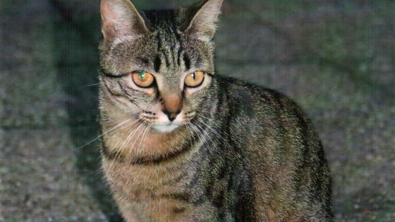 Policisti, ki so se na kraj dogodka odpravili šele teden po prijavi, niso potrdi